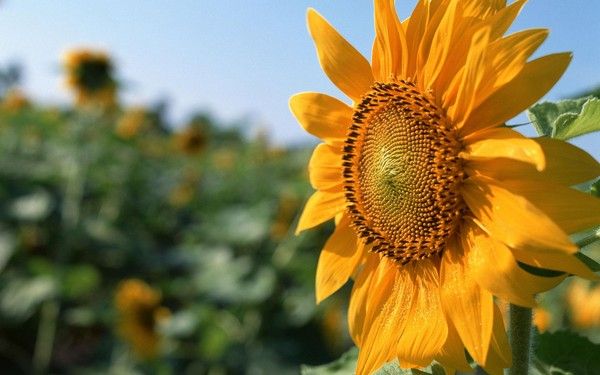 FOND D ECRAN TOURNESOL