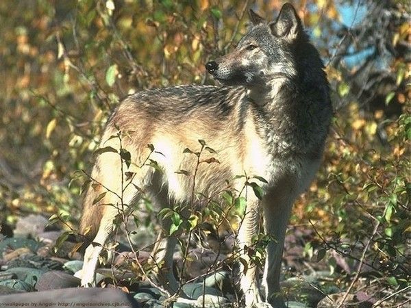 FOND D ECRAN LOUPS