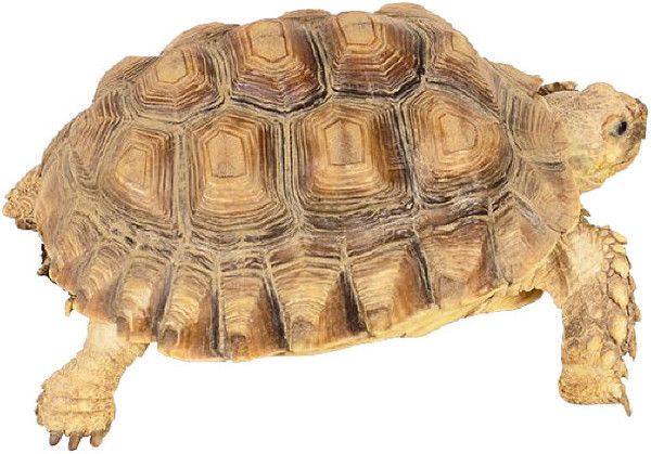 tube tortue