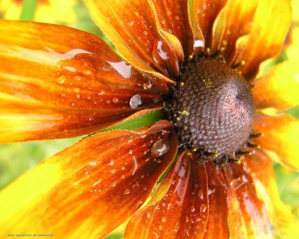 FOND D ECRAN TOURNESOL