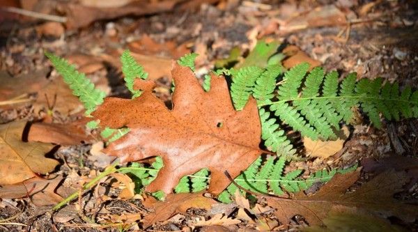 FOND D ECRAN AUTOMNE