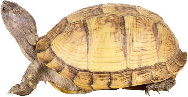 tube tortue