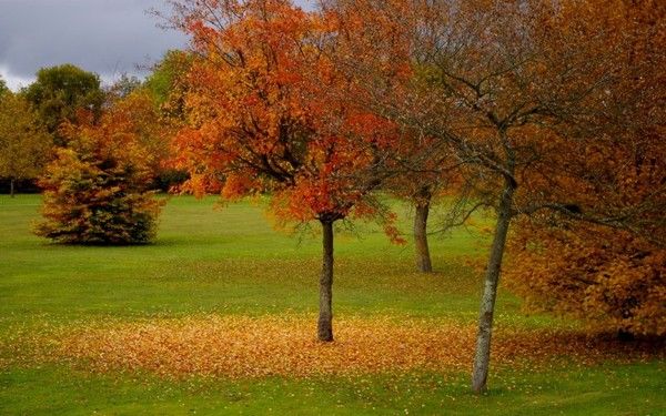 FOND D ECRAN AUTOMNE