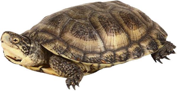 tube tortue