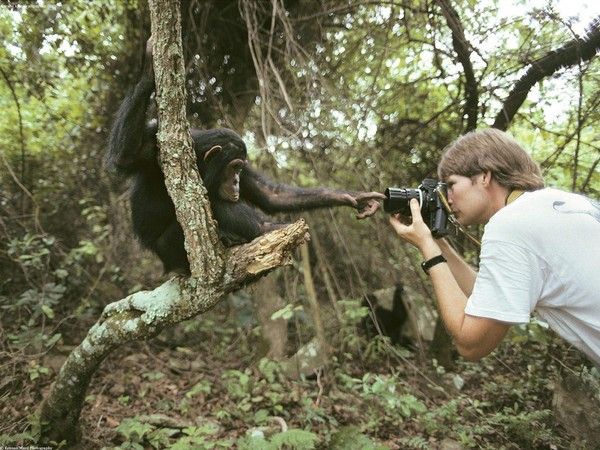 FOND D ECRAN SINGE