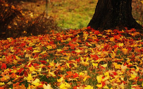 FOND D ECRAN AUTOMNE