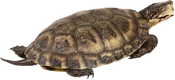 tube tortue