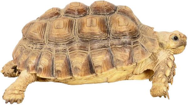 tube tortue