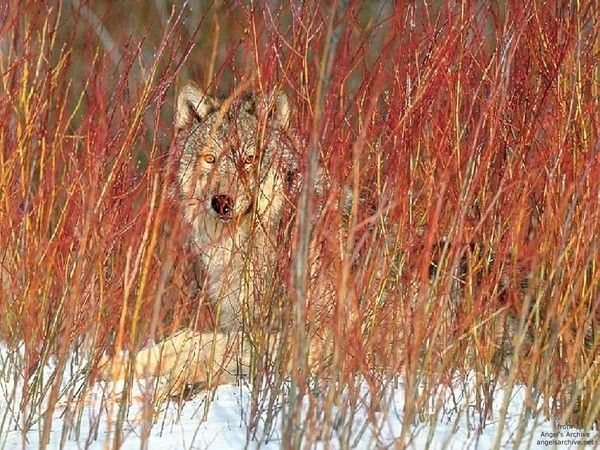 FOND D ECRAN LOUPS