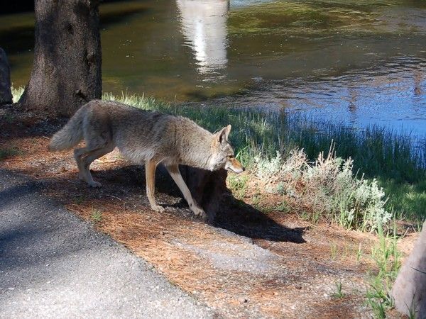 FOND D ECRAN LOUPS