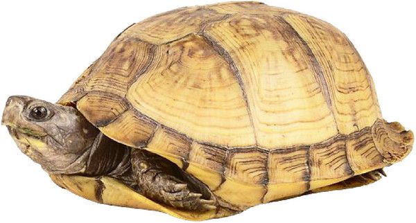 tube tortue