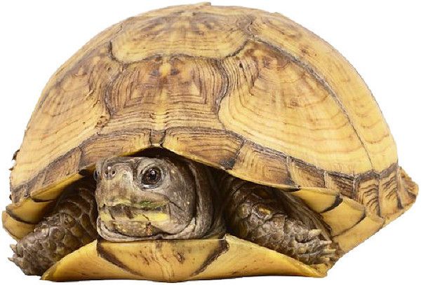 tube tortue