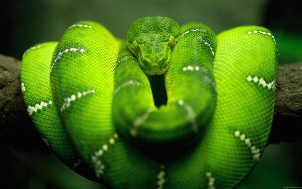 serpent
