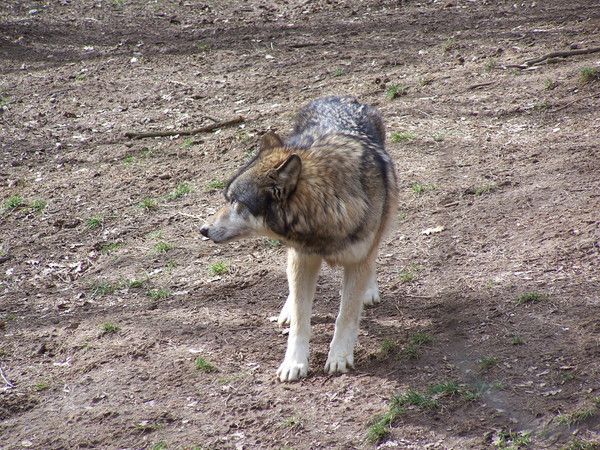 FOND D ECRAN LOUPS